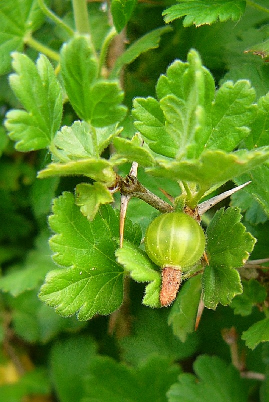 Pietkingkong's tweet photo. Unsere Wildstachelbeere (Ribes uva-crispa var. uva-crispa). Älteste Sorte wo hier gibt. Frucht so groß wie eine Johannisbeere. Viel Spaß!
#AlTeSoRteN🙄 https://t.co/Kjh5LJLTYz