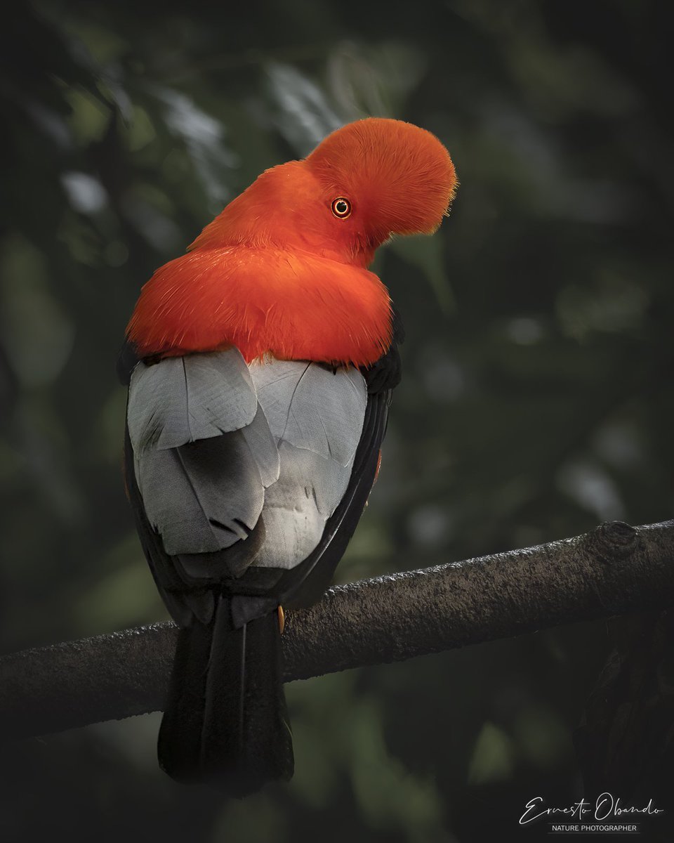 eobandosura's tweet photo. El único rojo que debe teñir nuestros campos es el de las aves (y las flores)

#spamdepajaritosypunto https://t.co/yC8wVdmzhS