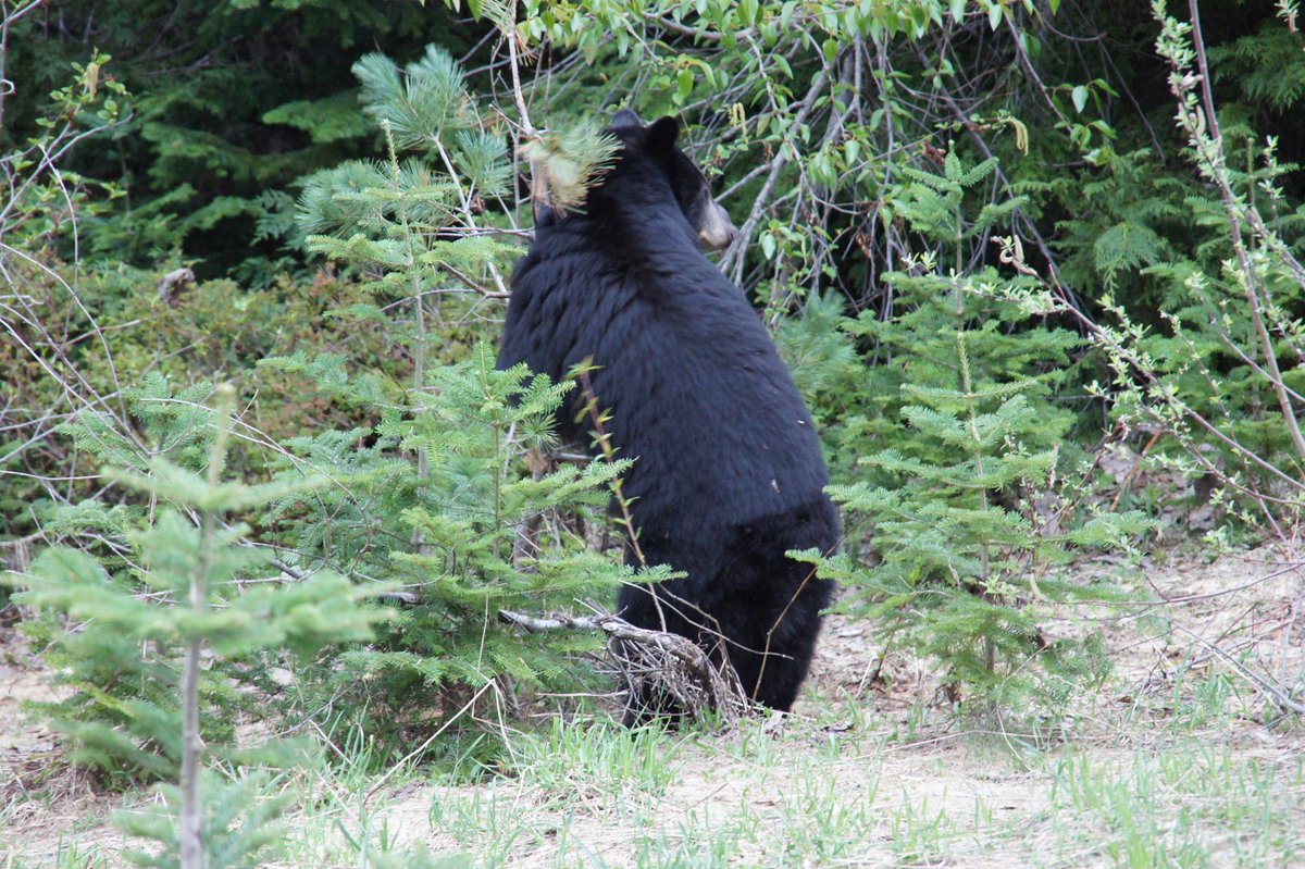 Tree hugger...