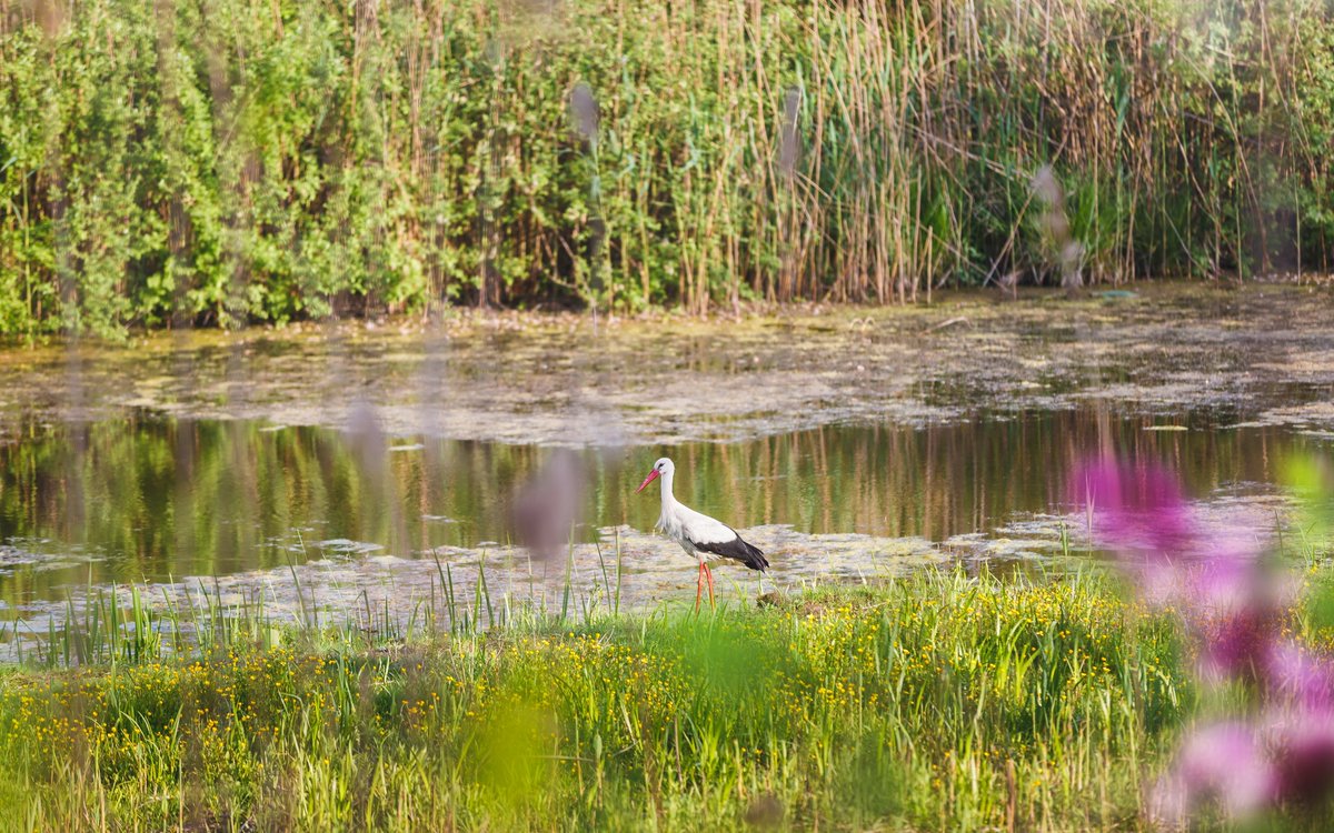UNDPSerbia's tweet photo. 🌍💚 International Day for Biological Diversity-we celebrate the diversity of life! 💚🌍
With the support of 🇪🇺 and 🇸🇪 within the "EU for Green Agenda in Serbia", we contribute to better protection of wetlands in 🇷🇸,through innovative nature-based solutions. https://t.co/yVc1aqLdWB
