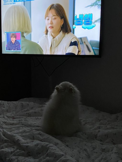 ONCELFCARATSTAY's tweet photo. This #KyuSung crumb is so sweet 🥺 Really cute of Yesung to take pic of Melo watching Kyuhyun's show and timing it to when Kyu's face is being shown🙈 https://t.co/FG7tfrrZ5h