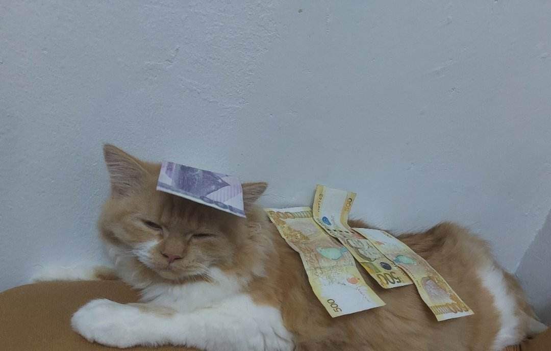misisniTao's tweet photo. Magkaka 1k ka bukas pag shinare mo tong lucky cat ko 🤣😂 https://t.co/ys7vRc84Tm