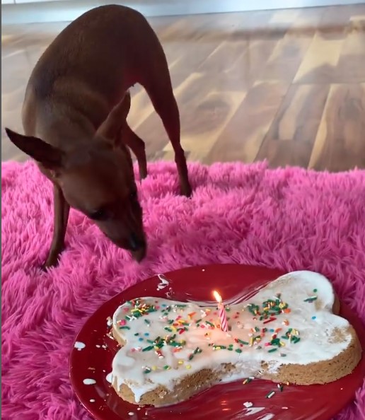 🎉🎂 Today is my bday! 🥳 My mom and I baked a delicious cake 🍰 and made this incredible ice cream! 🍨 Just add water and freeze - it's mind-blowing! 😋 Tonight, we're having cake and ice cream, but it's exclusively for dogs! 🐶

#puppycakellc #cakefordogs #dogcakemix