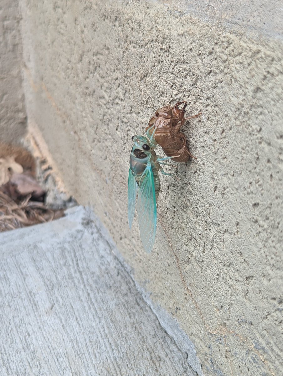 Look at this pretty cicada ☺️