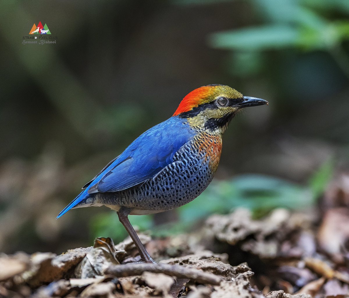 blue pitta #birding #birdphotography #BirdsSeenIn2023 #birds #natgeo #bbcearth #nikonphotography #Nikon #strabopixelclub #wildlife #TwitterNatureCommunity #BBCWildlifePOTD #camera #NatureBeauty #NaturePhotography #TwitterNatureCommunity #NatureLovers #IndiAves #NikonD850