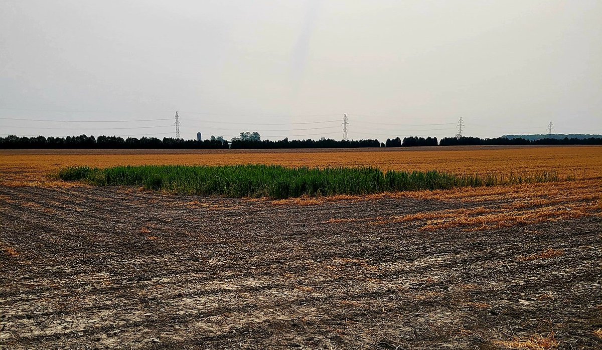 Woody Van Arkel🧢 🇨🇦🌽🐖🚲🌞🍺 tweet media
