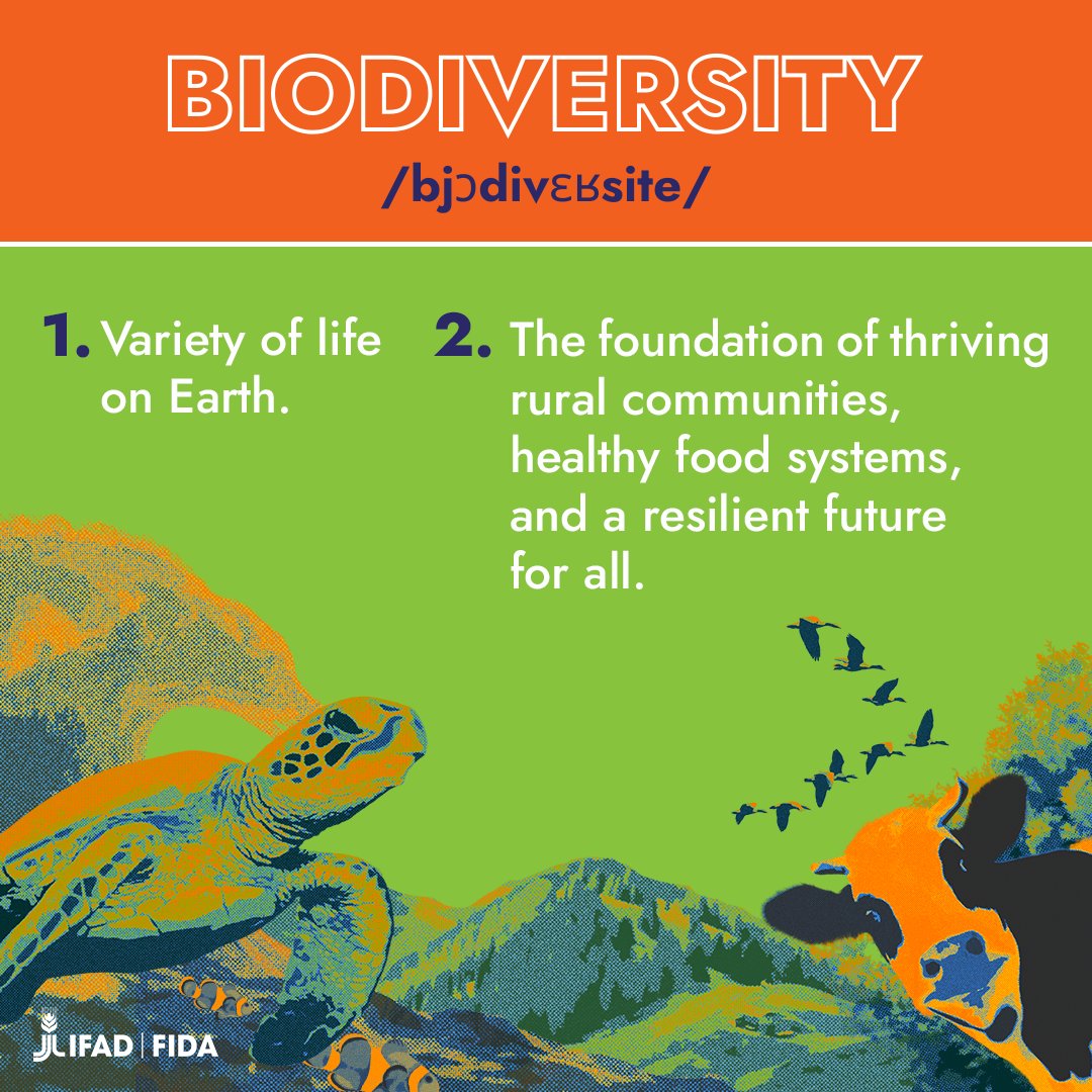 dev_business's tweet photo. devbusiness: RT @IFAD: At IFAD, we know the importance of biodiversity.

That's why biodiversity restoration + conservation plays a part in 70% of our projects 💚

https://t.co/nMikUiyzRJ | #BiodiversityDay https://t.co/sKEbqrA3D7