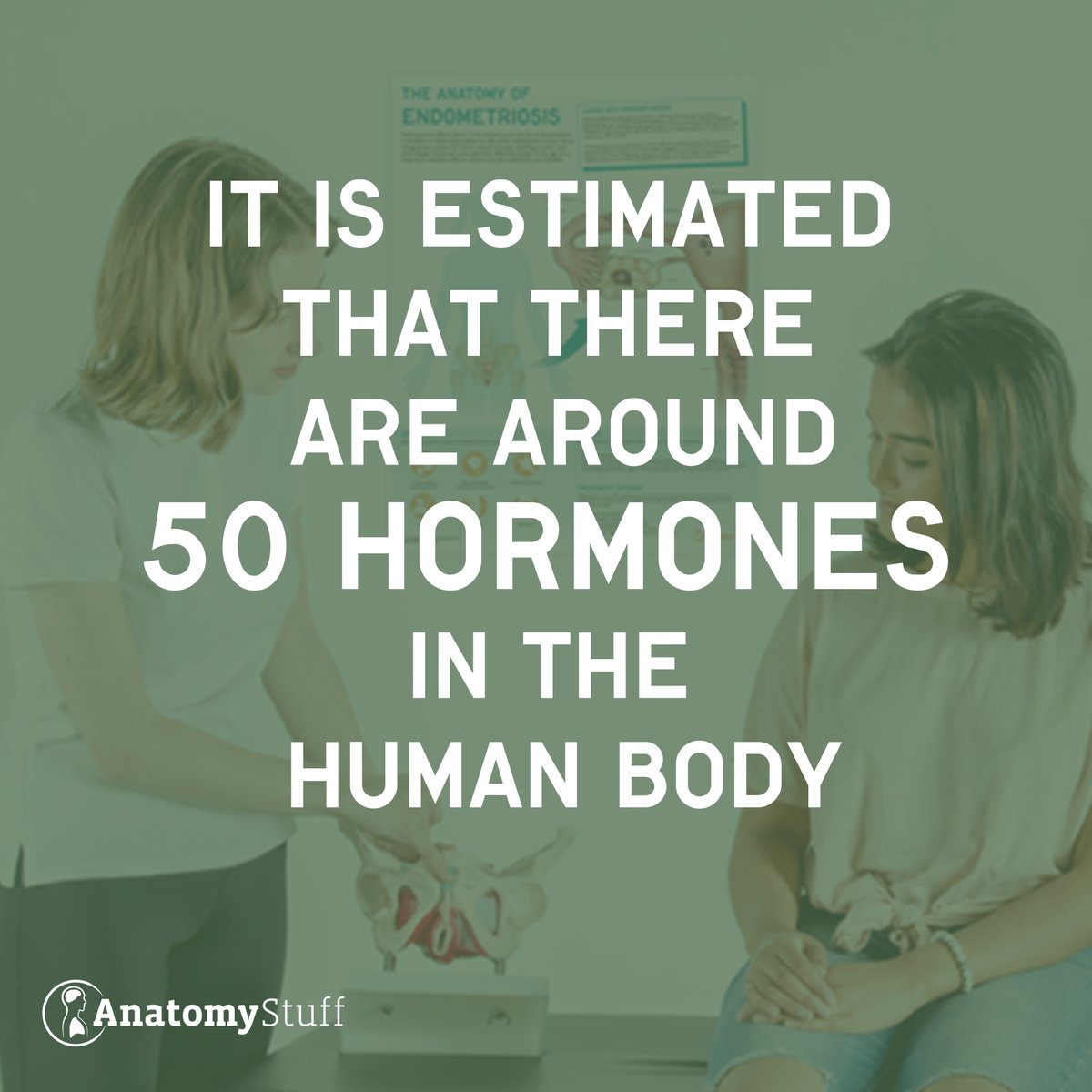 AnatomyStuff tweet media