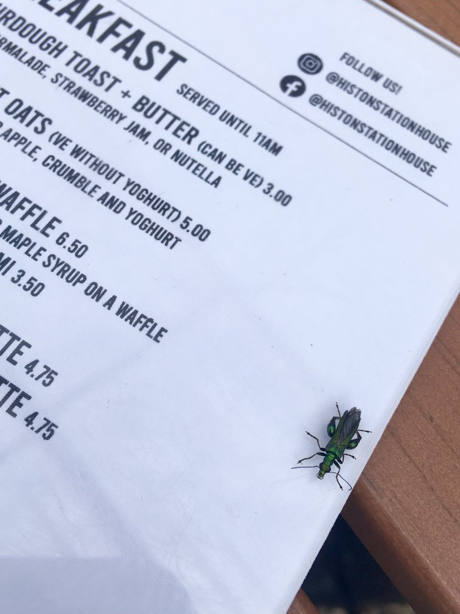 Lunch yesterday. No, we didn't eat the Swollen-thighed Beetle.