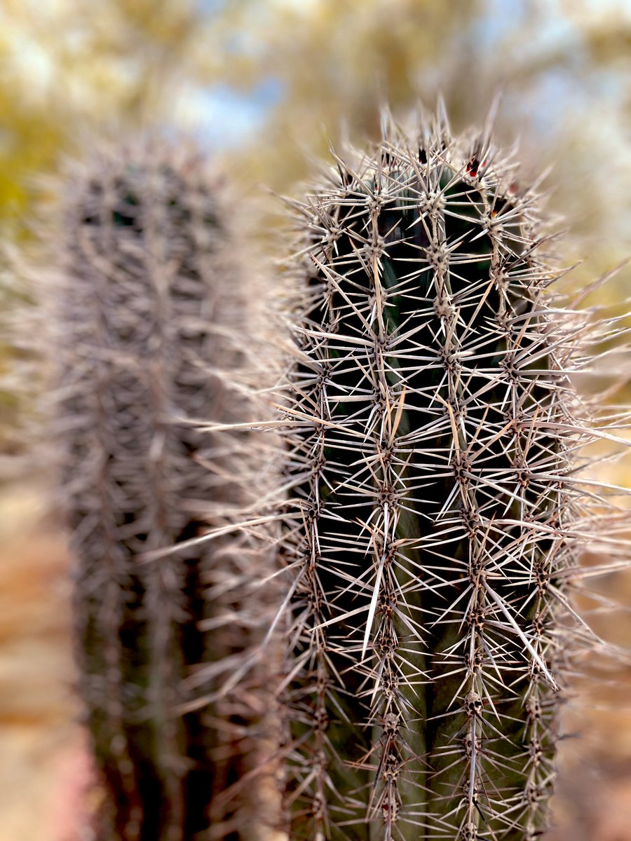 Alto Golfo de California 
San Felipe #BC 
Dorado Ranch 
Cactus 
#DiaDeLaBiodiversidad 
Mayo 2023