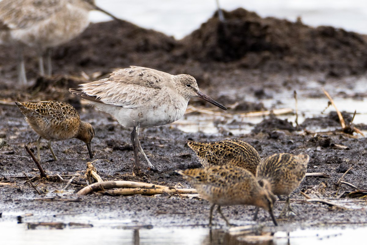 Day 2 at #RondeauPark started slow, then boom! Yellow-throated Warbler  sighted nearby - we were on it like a hawk!🦅 Bonus? Both Dowitcher  species (yeah, I can't tell 'em apart either) and seven Willets.  Shore-birding's growing on me: cool, tricky, but not gull-level tough!😂