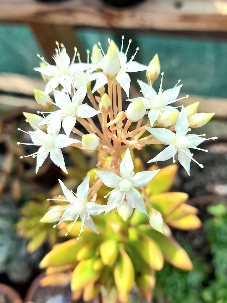 AirtonJobs's tweet photo. My sedum putting on a firework display via /r/succulents https://t.co/NvJy6aSGz0 https://t.co/OIQLTH1p1s