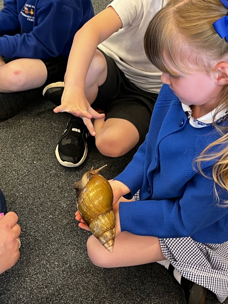 Wow! We have absolutely loved our visit from Michala @LionLearners and all her wonderful creatures. The children were brave and inquisitive and so excited to learn all about our visitors! 🐰🕷️🐛🪳🐍🦂🐌