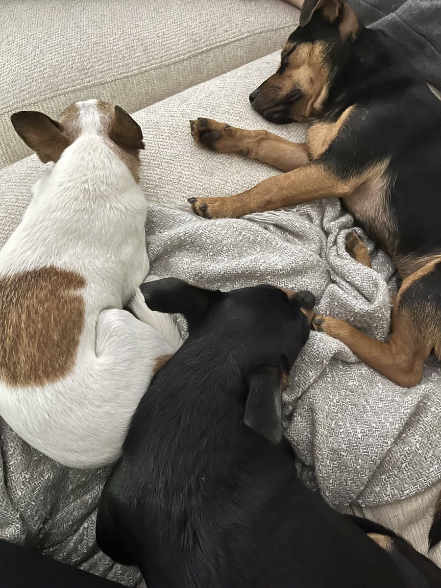 Foster winners! Our foster pup was adopted by his forever home. It’s been a journey for this little guy, who came to us terrified of people, walks, new places-everything. Strongly encourage anyone who’s interested to foster! Saying goodbye is hard but it’s worth it.