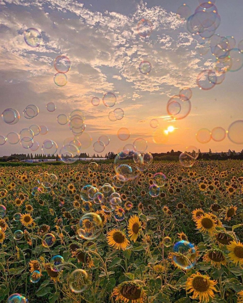 sunflower field 🌻