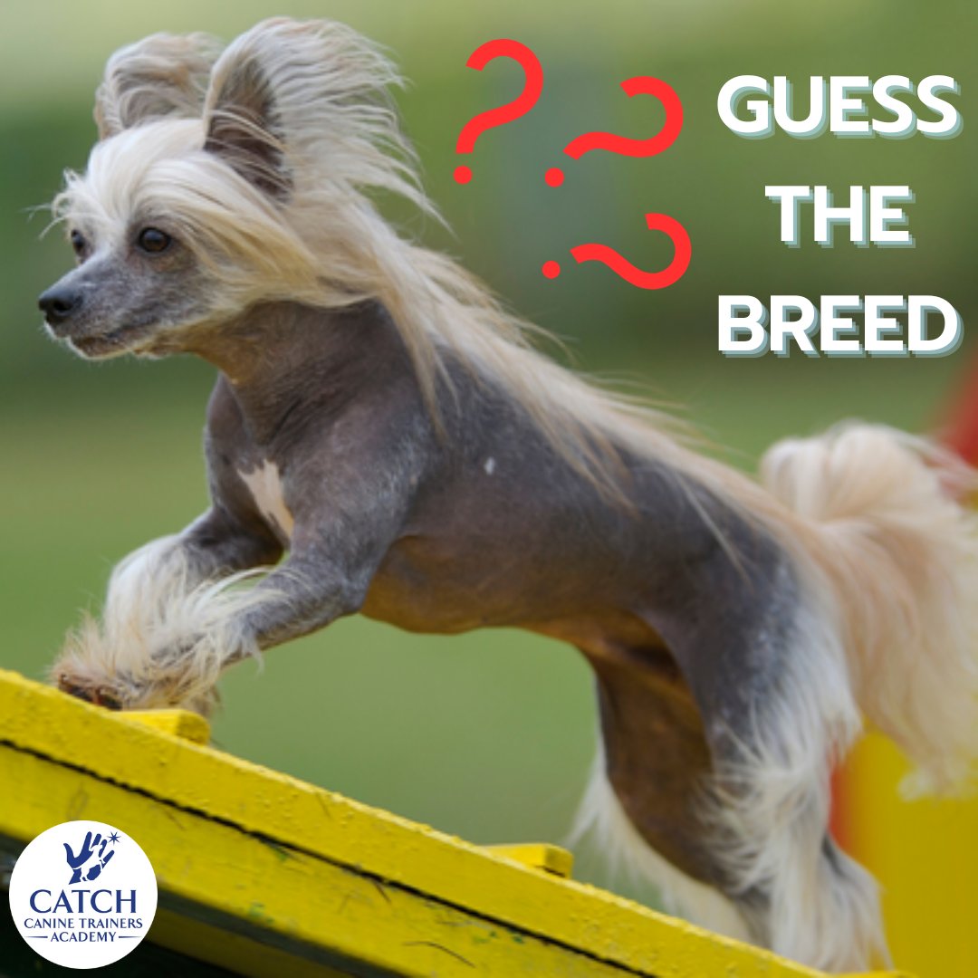 Who can name this breed? This exotic looking dog comes in hairless or coated varieties. 😮 Leave your best guess in the comments! 
......
#CATCHCanineTrainersAcademy #DogTraining #DogTrainer #AnimalEducation #DogBreeds