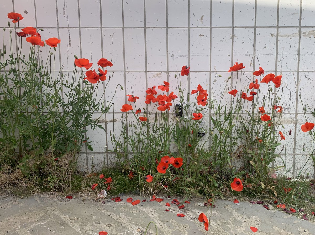 Fast zwei Jahre nach der Flut: Das Feuerwehrhaus in Ahrweiler wurde von der Flut zerstört. Nun wachsen Mohnblumen an der ehemaligen Innenwand. #Ahrweiler #Flutkatastrophe