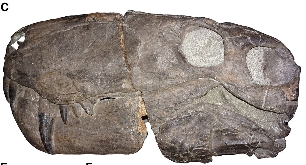 Nova espécie de gorgonópsio para começar a semana! Saudemos a Inostrancevia africana, descoberta na África do Sul... 1+