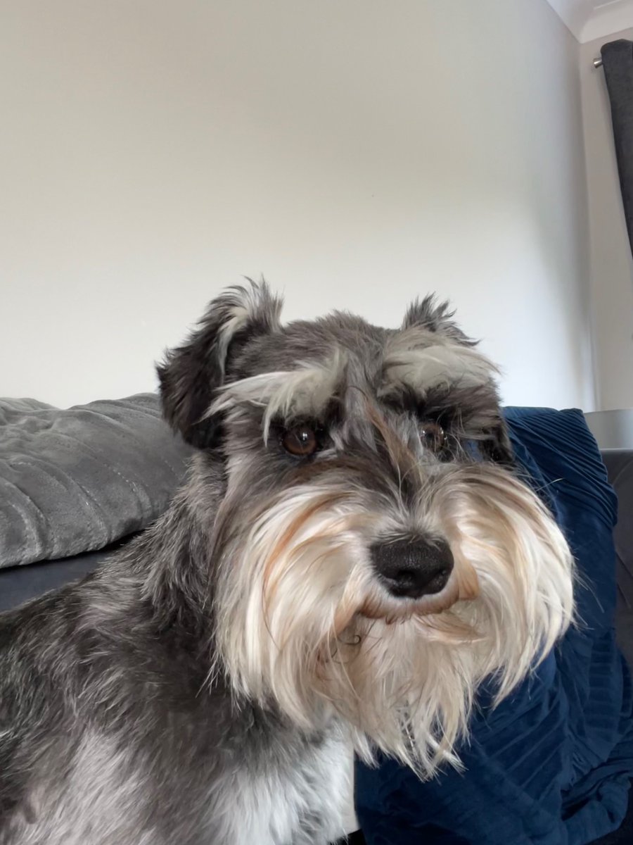 Great first day <a href="/NEMN2023/">NEMN Conference 2023</a> — such wonderful papers and discussions and an outstanding keynote by <a href="/sarah_cockram/">Sarah Cockram</a>, which is feeling all the more pertinent as I return home to this vocal mutt 🐕 …