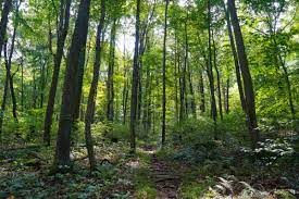 Join us Tuesday (5/23) at 7pm at the PLE Dining Hall (11758 Fries Rd.) for a seminar by <a href="/cassie_olmsted/">Dr. Castilleja Olmsted</a> entitled "Exploring cryptic biodiversity in forests"!