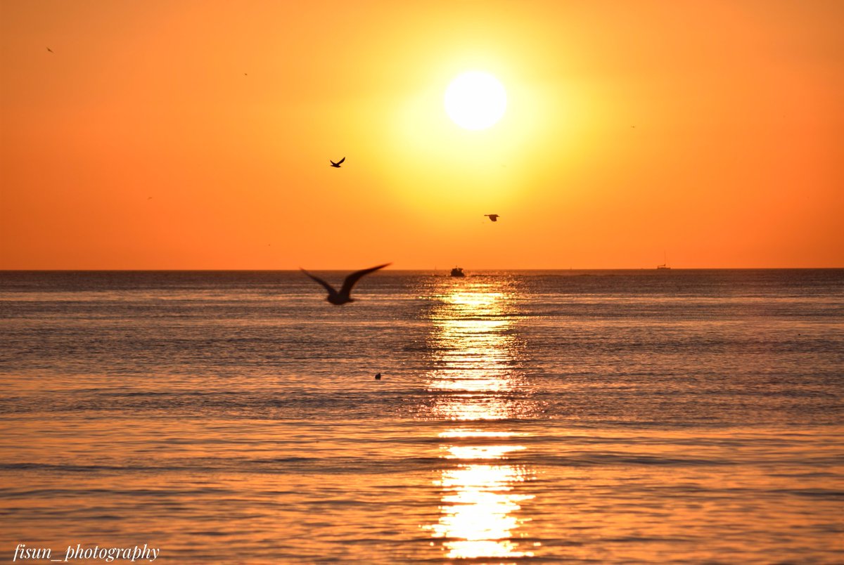 RT <a href="/fisunphotograp1/">@fisun_photography</a>: #sunset #sunsetphotography #silhouettes #birdphotography #İstanbul #photography #artphotographer
"Kaybettiklerim arasından en çok aklımı özlüyorum."
                                  Mark Twain

Pera- Vazgeçtim 
…