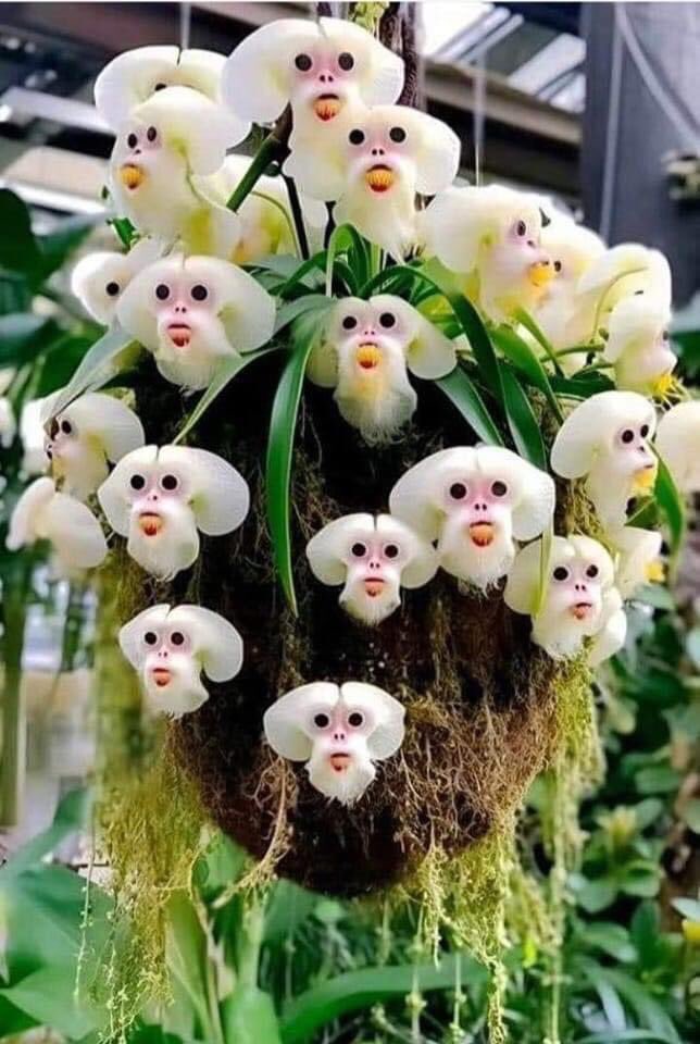 Nourishmentcom1's tweet photo. Monkey flowers 🥰🥰🥰. @TheFlowerWorld @NaturePhysics https://t.co/7Aup7hPhsO