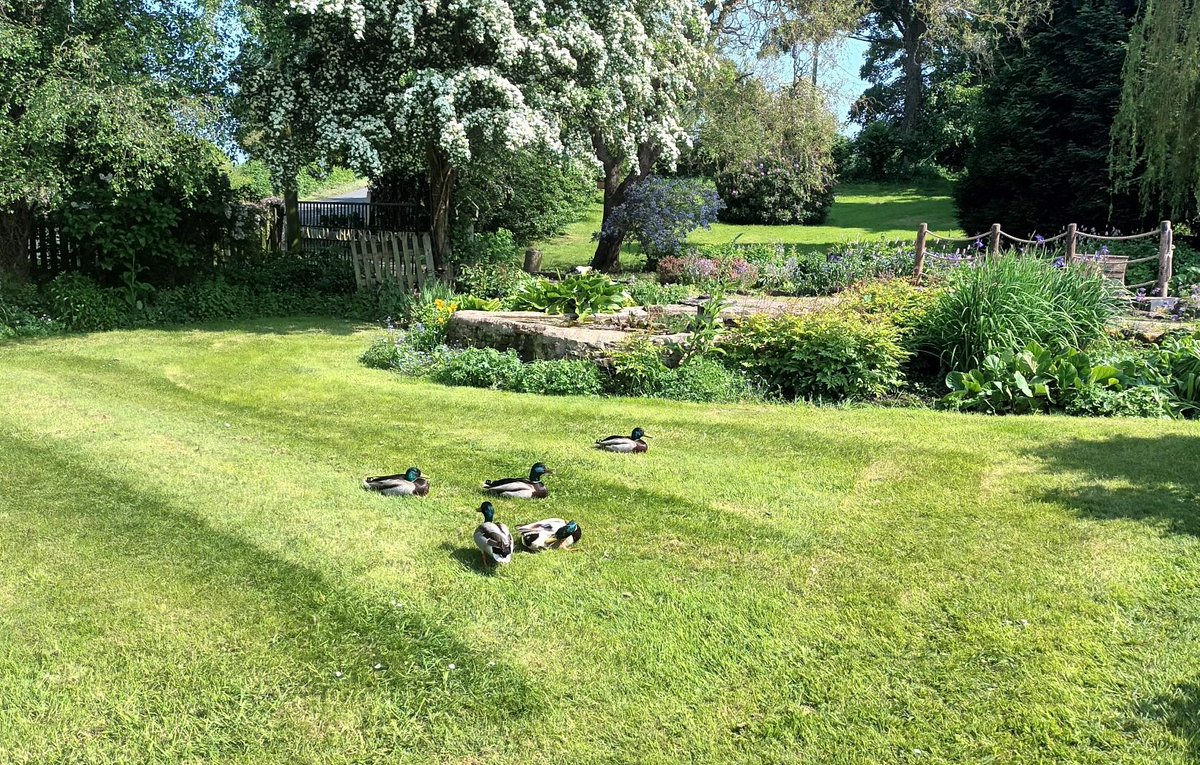 Looks like we've become a bachelor pad for Mallards! And no doubt they will want breakfast too tomorrow.