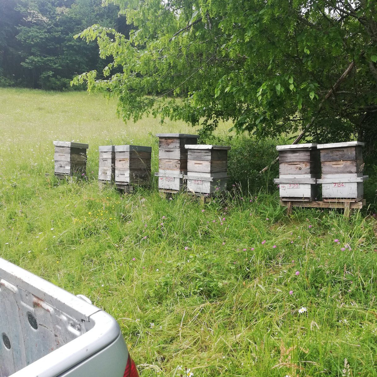 BLacourcelle's tweet photo. Fin de miellée pour les acacias, récolte faite sous un grand beau soleil et retour sous la pluie (vive les orages 😅)
#apiculture #ab #directproducteur #mielbio #mieldacacia https://t.co/H8CZIWIUnD