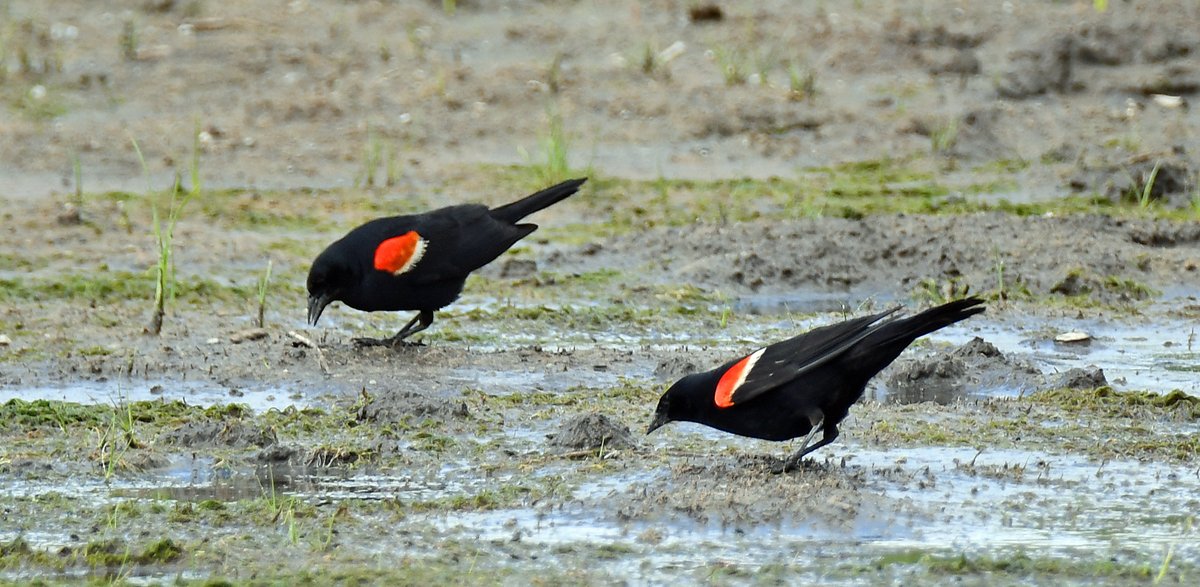 Redwing Blackbirds