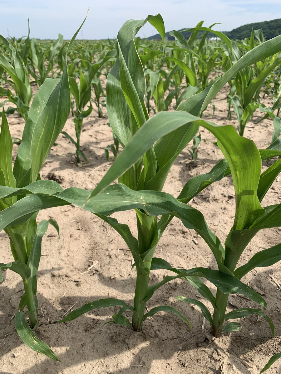 tprice70's tweet photo. Applying Delaro @8 oz. per acre on the DEKALB “Short Corn” trial in Greene Co. this morning. A V6 application followed by others later. Thanks Tri-Co FS in Carrollton for doing the application! #Bayer #DEKALB @DKAS_SIL https://t.co/IxEWUDR3Rn