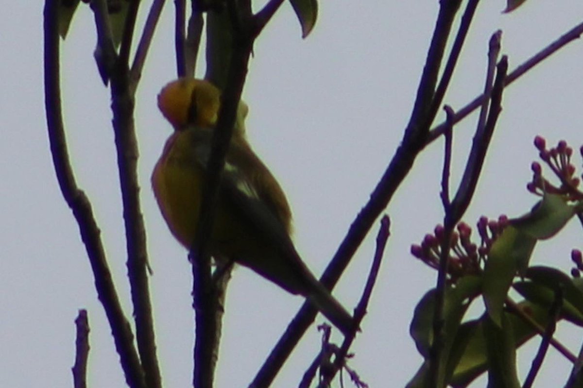 A perfect day!! 
Brewsters, Cerulean, Golden-winged, and Blue-winged Warbler. 

Seen yesterday in Rockland County, NY 
🥹😊❤️