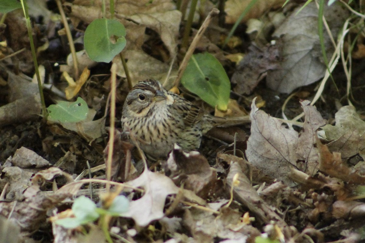 Lincoln’s Sparrow! 

Vale of Cashmere, Prospect Park, NYC 

❤️
