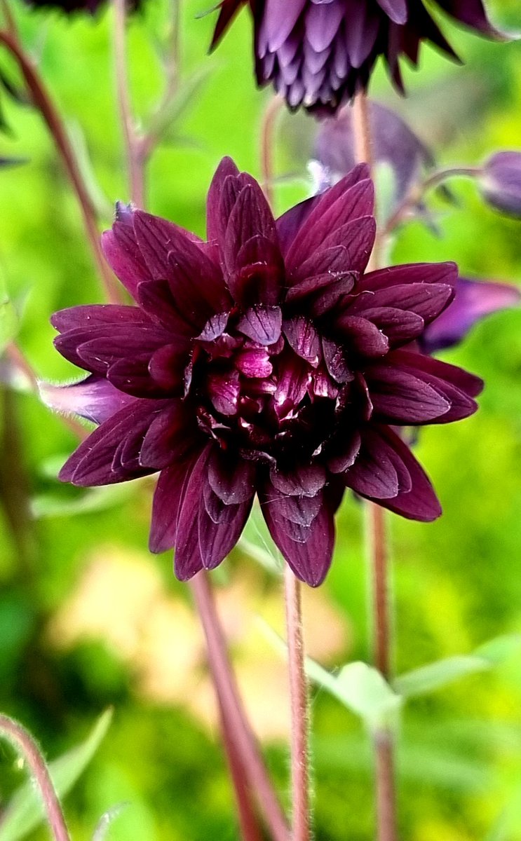 Aquilegia/Columbine 'Black Barrow' new this year. I don't know where it came from but I'm not completing, it's gorgeous😍! Happy Monday #GardeningTwitter ❤