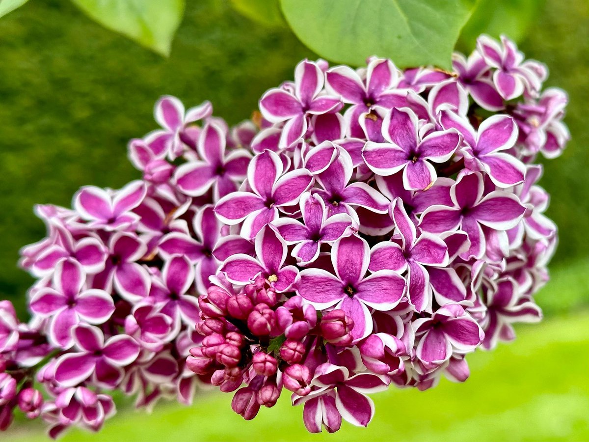 nikkilewisphoto's tweet photo. Bi-colour lilac. So pretty!
#lilac #twotone #bicolour #flower #flowers #purple #pink #lilactree #tree #spring #garden #petals #nature #closeup #pretty #Outdoors https://t.co/2YzWPb1MSe