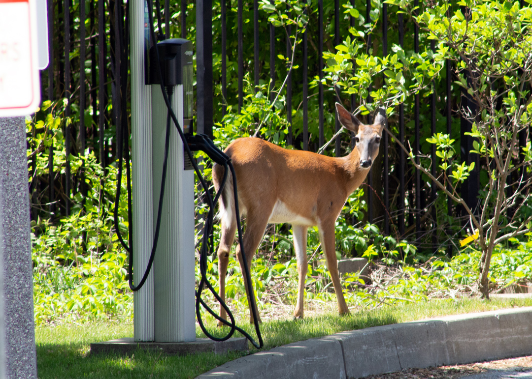 More visitors to BED HQ on Pine St. A reminder to drive carefully. We have neighbors of all shapes and sizes. #btv #deer #burlingtonvt #publicpower