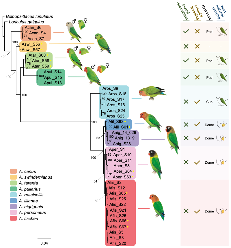 Dannarys Targarian on Twitter "RT albertonykus Phylogeny of lovebirds https//sciencedirect