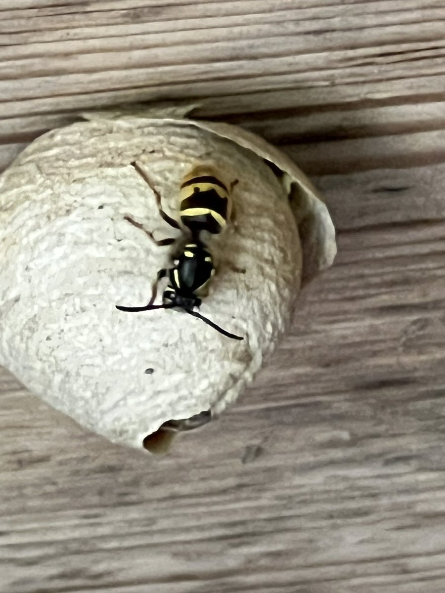 Kees van Trigt tweet media