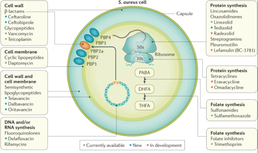 Studying Medicine on Twitter: "Methicillin-resistant Staphylococcus