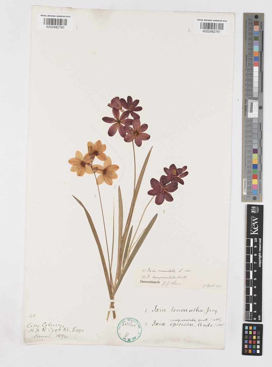 How can a simple dried plant help save the world's biodiversity? 🌿💚

For #BiodiversityDay2023 we’re uncovering the secret power of herbarium specimens 💪

Here's a quick breakdown 👇