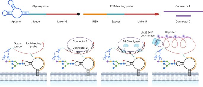 Spatial imaging of glycoRNA in single cells with ARPLA go.nature.com/45fatxk