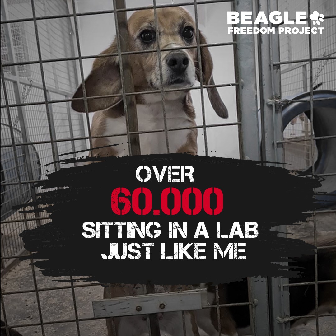 beaglefreedom's tweet photo. It's hard to believe, yet an alarming 60,000+ dogs are bred &amp; used in laboratories each year. Most of them die there without ever knowing the love of a family. Let's speak up for these innocent animals and take a stand against animal testing! #EndAnimalTesting https://t.co/wgJAkf9jgY