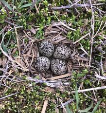 @atensnut so cute!  i have a Killdeer family outside in the yards surrounding my house, a couple babies running around in the grass...they're wading shorebirds but nest on the ground in flowerbeds, parking lots, etc...the babies are so cute running around!