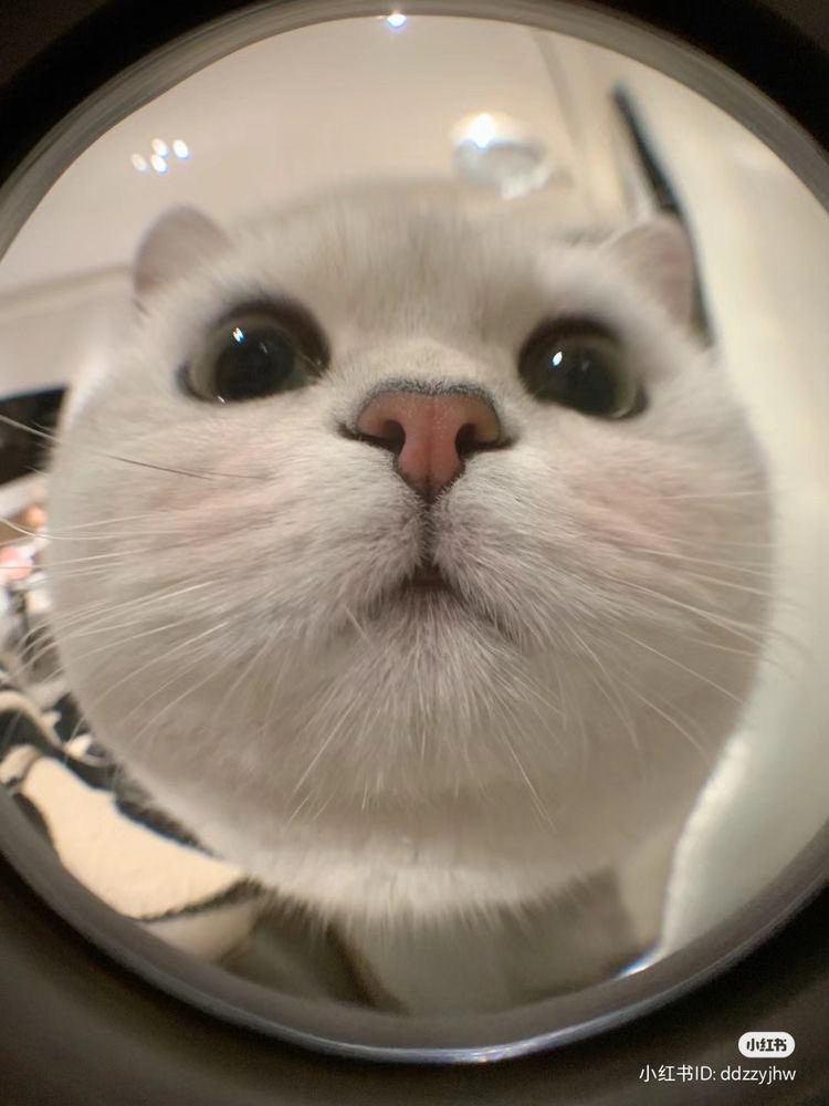 Why you should have a cat (@shouldhavecat) on Twitter photo 