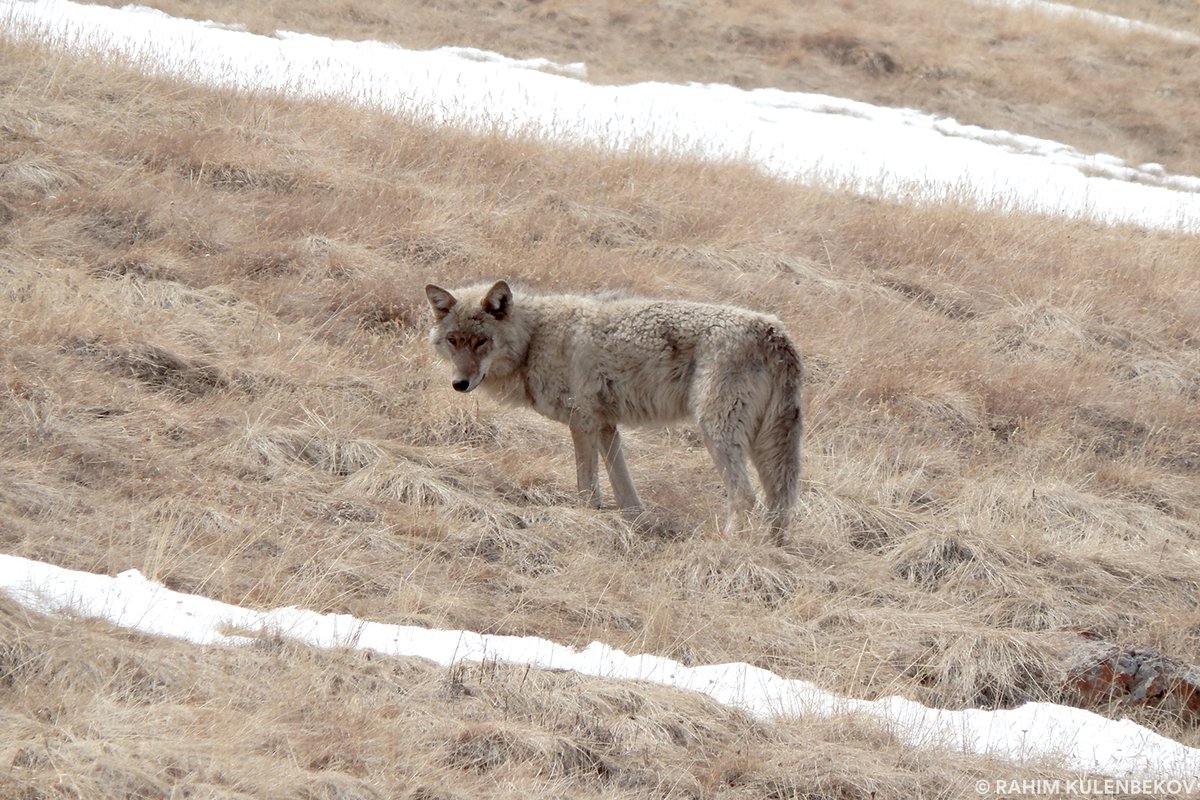 On #InternationalDayOfBiologicalDiversity, learn how #snowleopards and wolves cooperate while hunting ibex and argali (mountain sheep) and how all these species strengthen biological diversity: bit.ly/43hqzVp