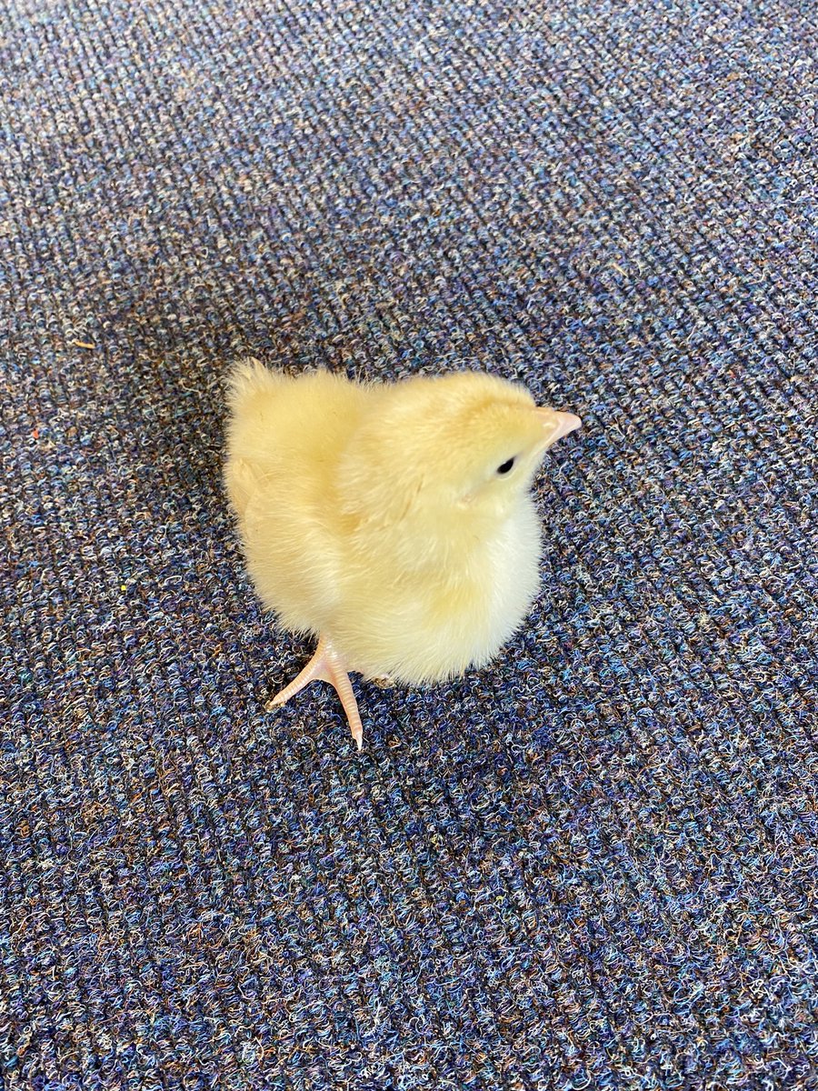 PerryfieldsS's tweet photo. Our children were very excited to see our chicks again today.  They are certainly growing fast and are getting their real feathers on their wings already 🐥 https://t.co/feNIgJmF6a