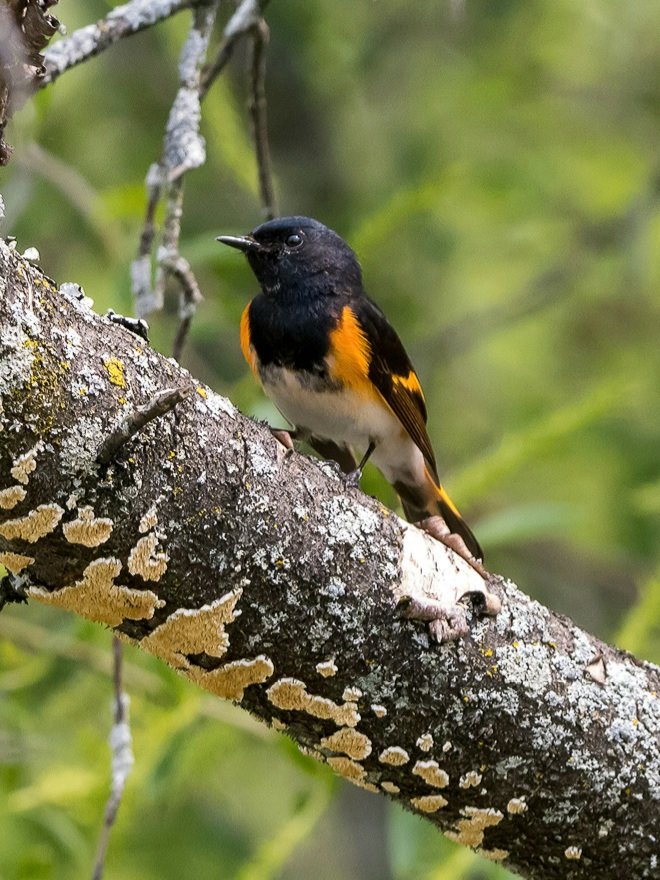 Beautiful ❤️
#BirdsOfTwitter #nature #birdphotography #wildlife #birding #VictoriaDay2023
@aarzoo_khurana