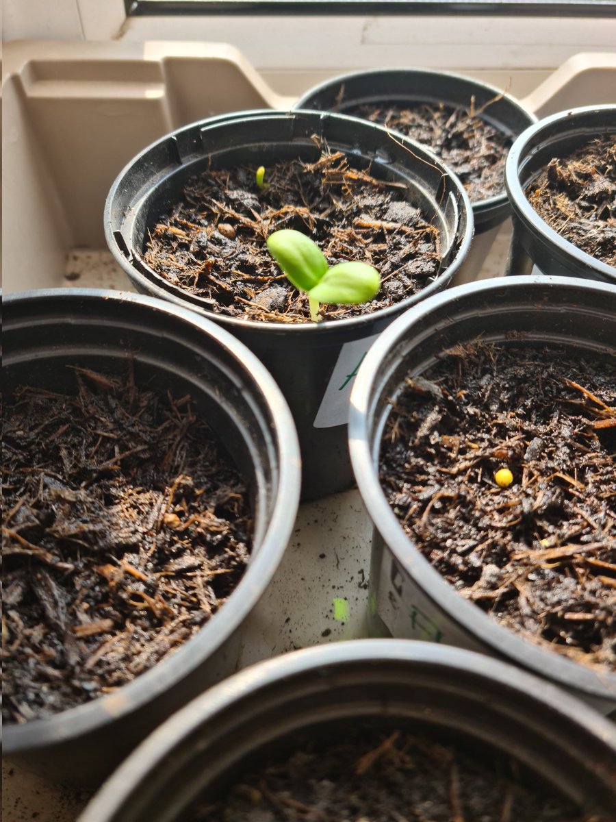 Last week we planted sunflower seeds. Some have started to sprout over the weekend 🌱🌻 We need ti look after then carefully now #bantNurture #bantHWB