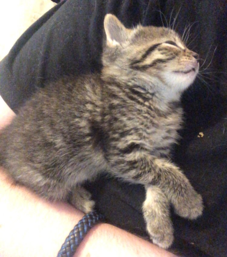 moved2zinosu's tweet photo. theres currently a kitten asleep on me right now so i have to use an old picture but happy #qsmptwtselfieday everyone !! :D https://t.co/cKISfGTC7E