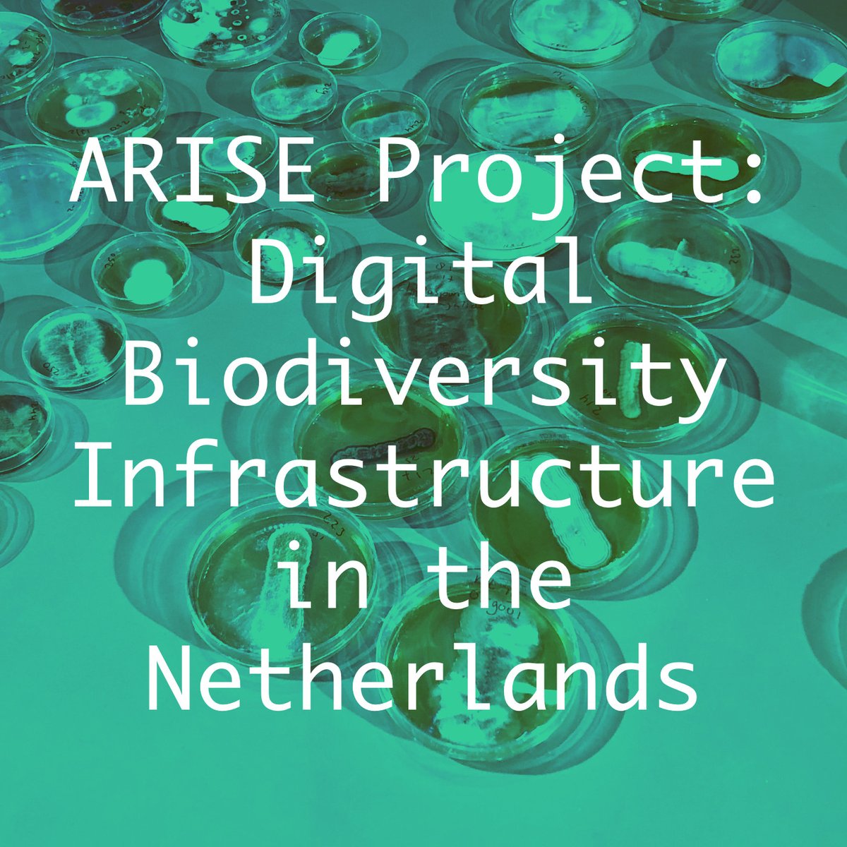 The ARISE project @AriseBiodivers1 seeks to build a digital infrastructure of all multicellular species in the Netherlands. In this Smart Forests Radio episode, 5 people contributing to the project speak to @colombinary about their work.
Listen here: atlas.smartforests.net/en/radio/arise