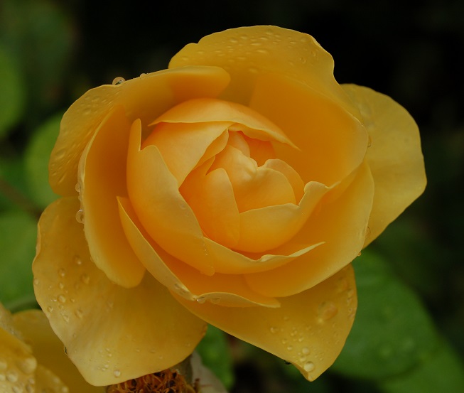 #FleurisTonFil
La rose, se conjugue aussi en jaune
#photographie #photography